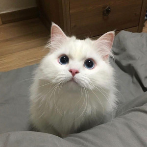 无套内射波多野结衣
